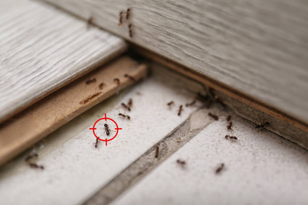 Best Ant Control Services  in Atkins, AR
